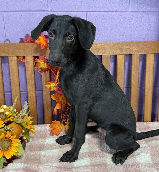 **LARRY**, a Adoptable Black Labrador Retriever in North Prairie, WI image 1/3