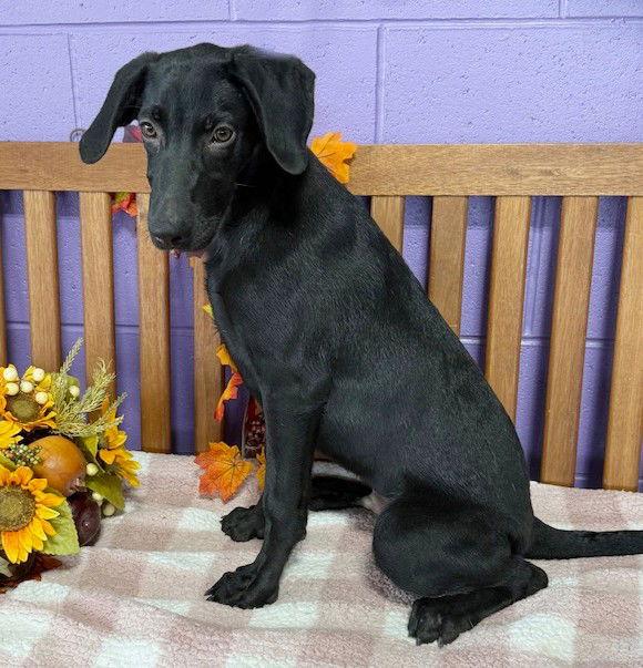 **LARRY**, a Adoptable Black Labrador Retriever in North Prairie, WI image 2/3