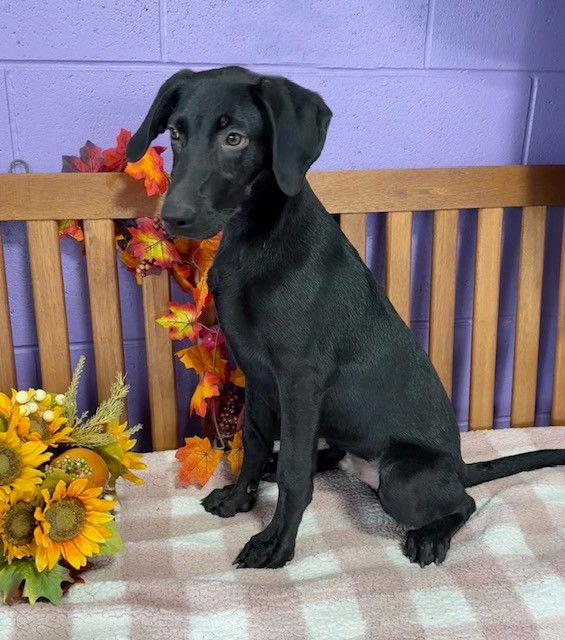 **LARRY**, a Adoptable Black Labrador Retriever in North Prairie, WI image 3/3