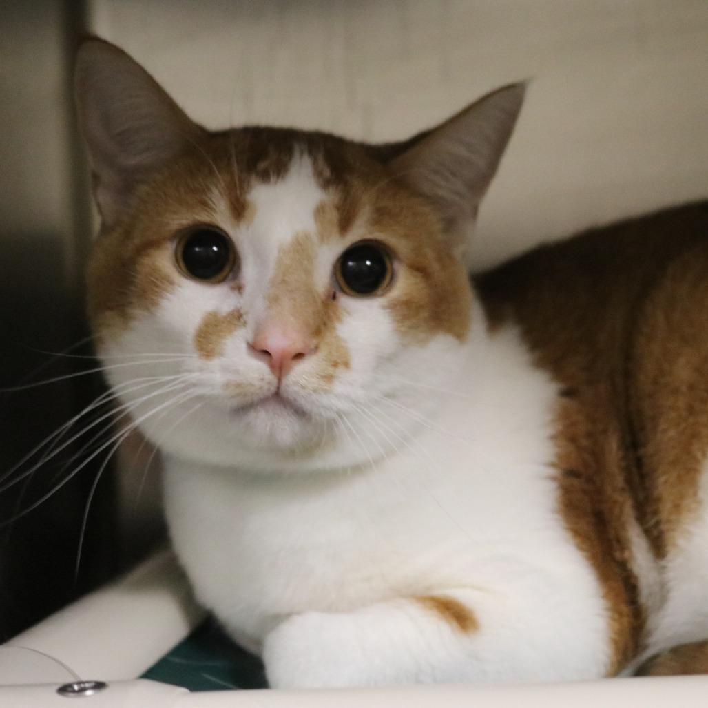 River, Adoptable, Adult Male Domestic Short Hair.