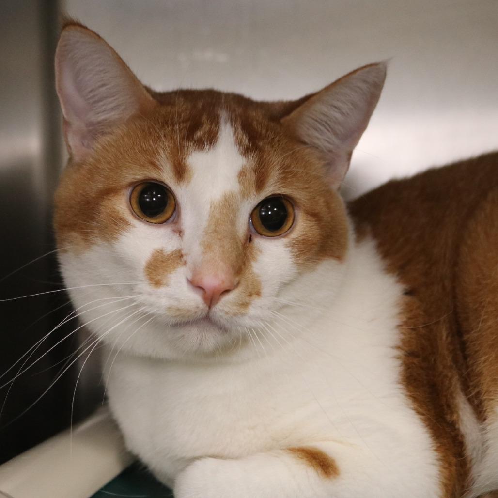 Enlarge River, a Adoptable Domestic Short Hair in Saint Cloud, MN image 2/4