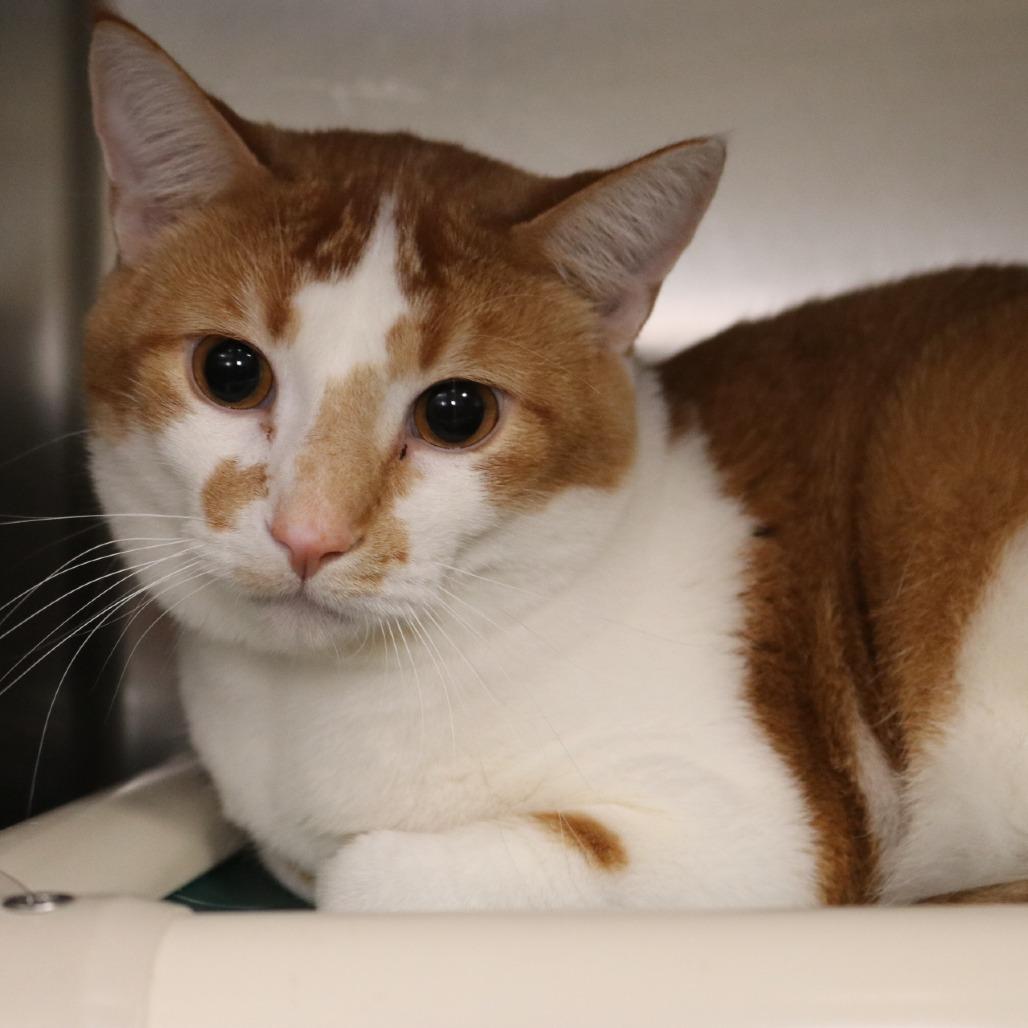 Enlarge River, a Adoptable Domestic Short Hair in Saint Cloud, MN image 3/4