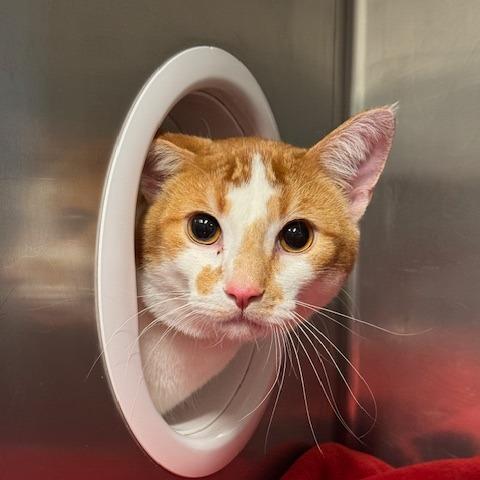 Enlarge River, a Adoptable Domestic Short Hair in Saint Cloud, MN image 4/4