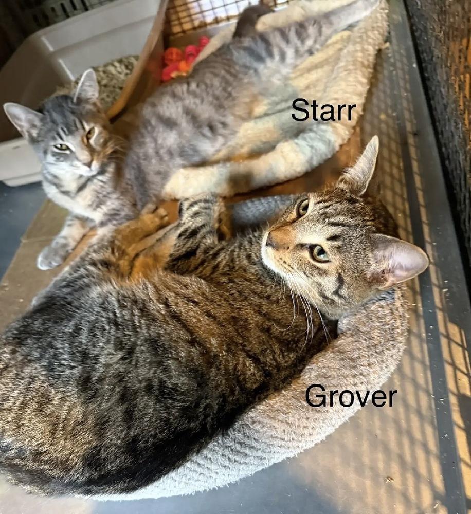 Enlarge Grover, a Adoptable Domestic Medium Hair in Safety Harbor, FL image 1/2