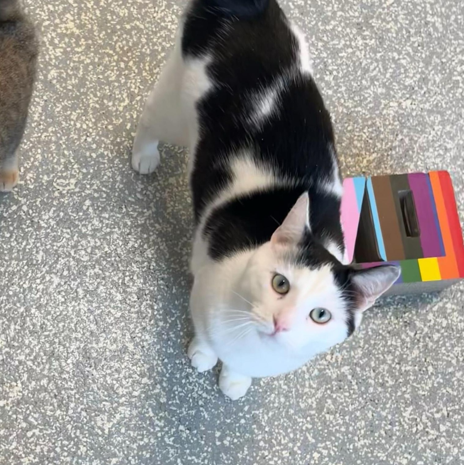 Barium, a Adoptable Domestic Short Hair in North Haven, CT image 4/5