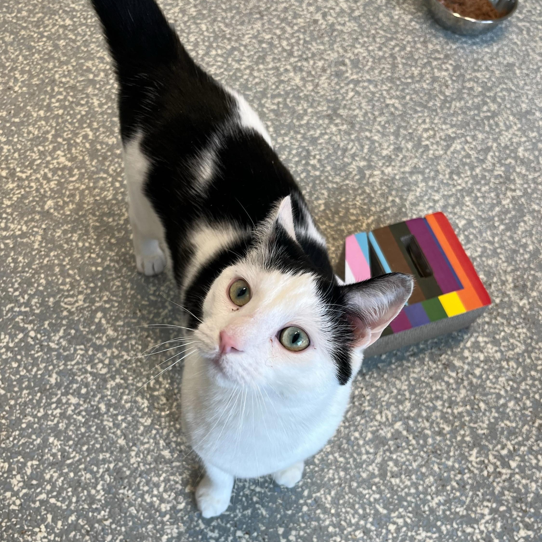 Barium, Adoptable, Young Male Domestic Short Hair.