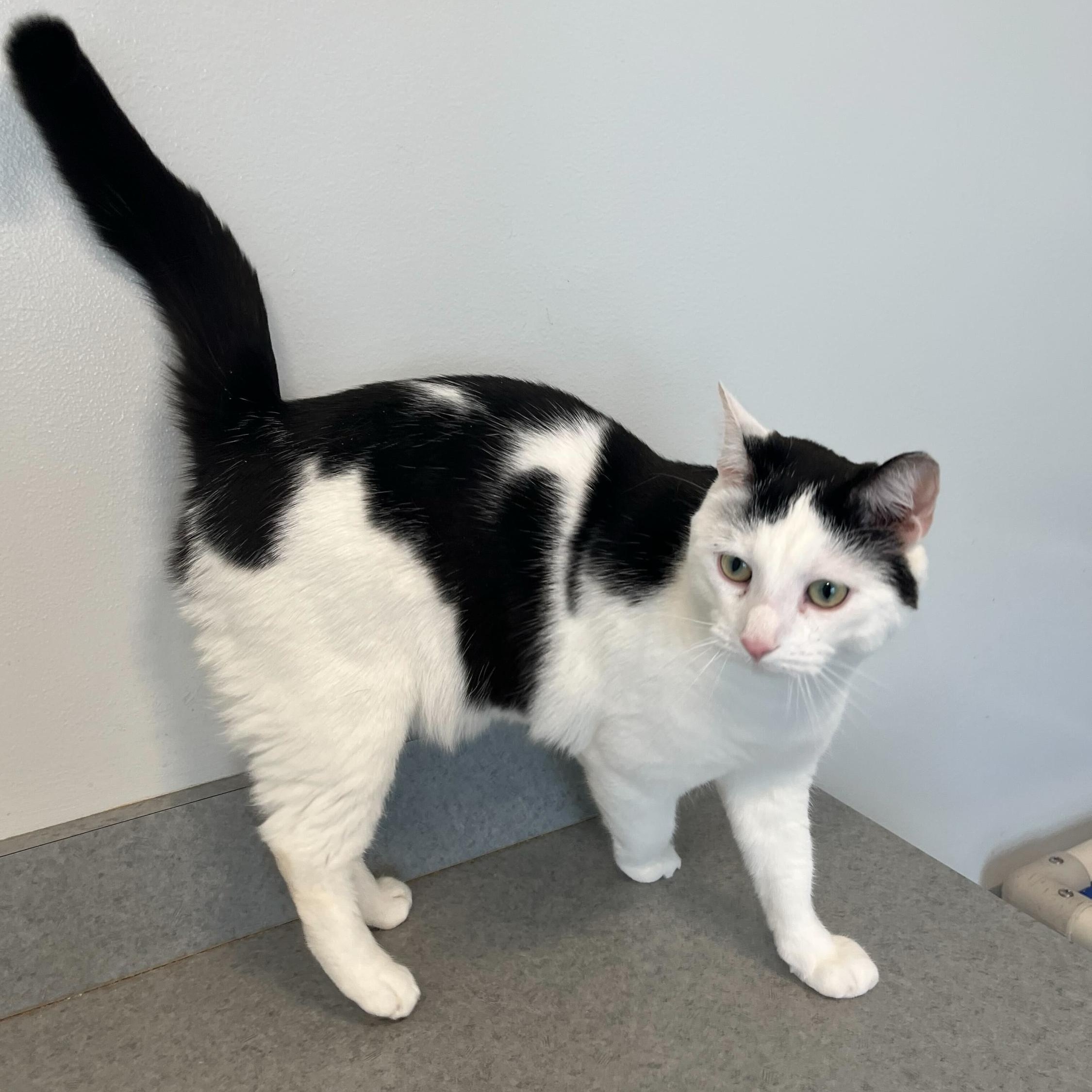 Barium, a Adoptable Domestic Short Hair in North Haven, CT image 2/5