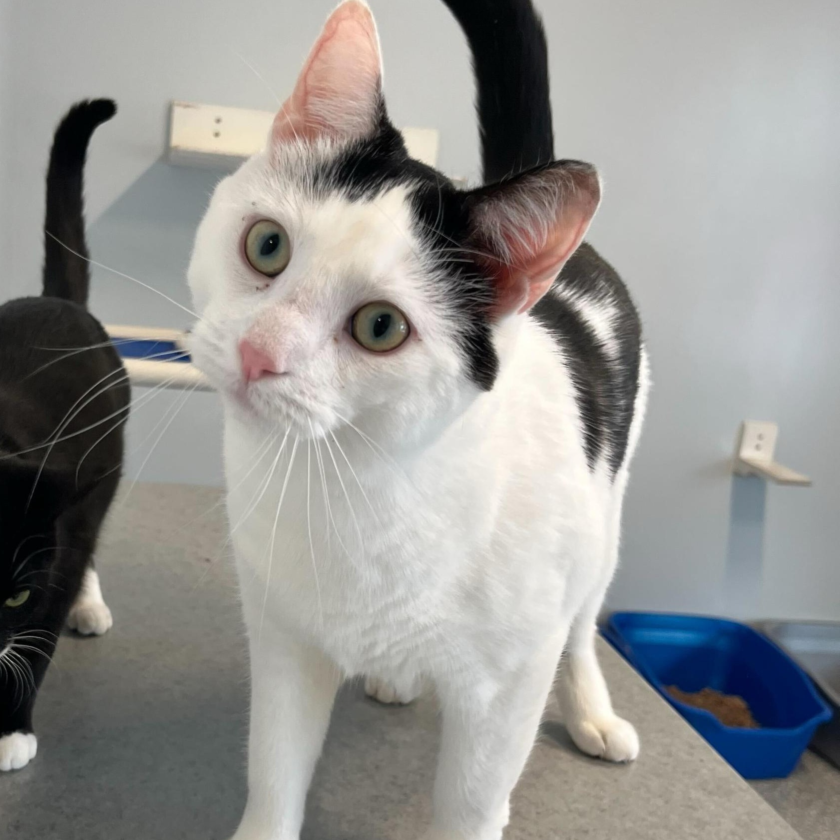 Barium, a Adoptable Domestic Short Hair in North Haven, CT image 3/5