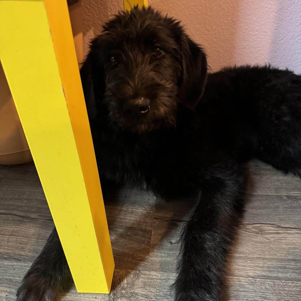 Enlarge Piker, a Adoptable Giant Schnauzer in Oakland, CA image 4/6