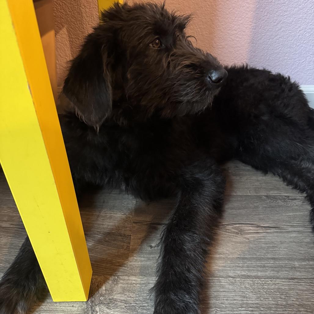 Enlarge Piker, a Adoptable Giant Schnauzer in Oakland, CA image 1/6