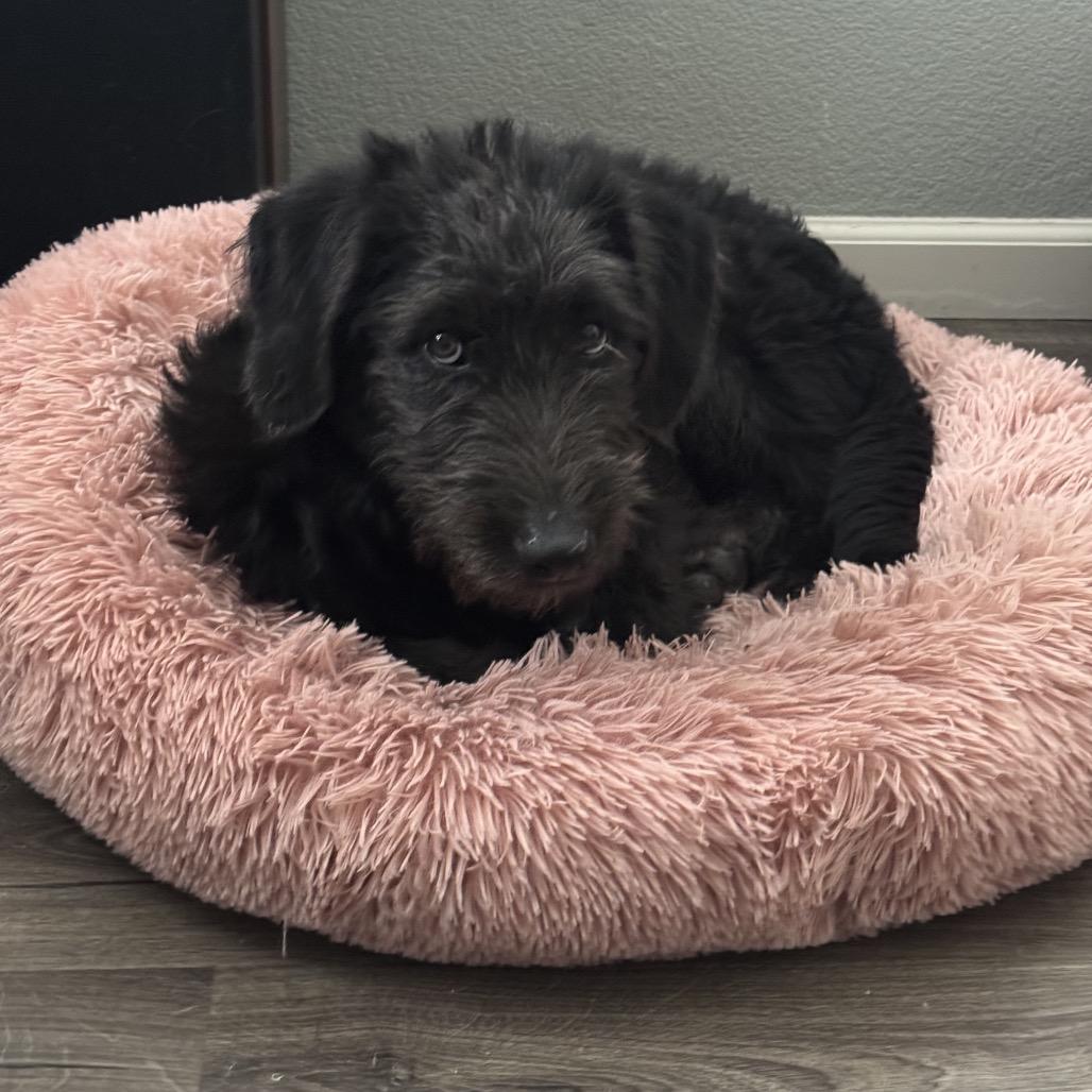 Enlarge Piker, a Adoptable Giant Schnauzer in Oakland, CA image 6/6