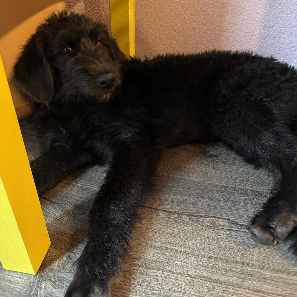 Enlarge Piker, a Adoptable Giant Schnauzer in Oakland, CA image 3/6