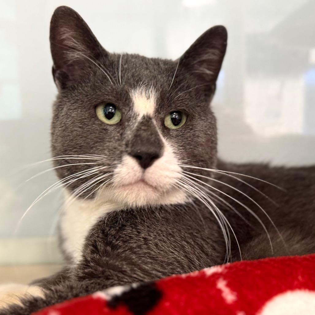 Enlarge Spenser, a Adoptable Domestic Short Hair in Wheeling, IL image 1/6