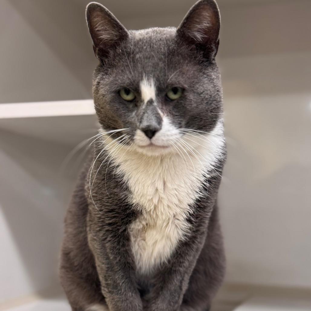 Enlarge Spenser, a Adoptable Domestic Short Hair in Wheeling, IL image 2/6