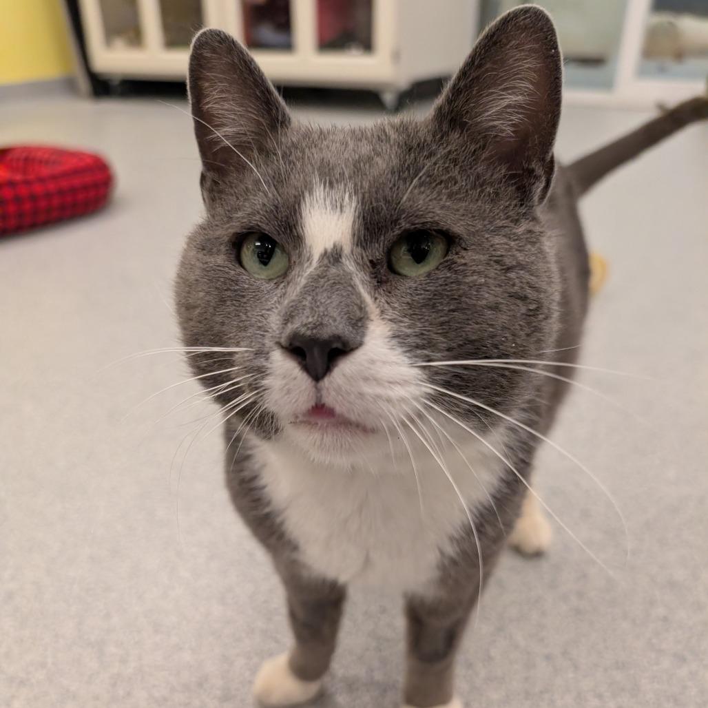 Enlarge Spenser, a Adoptable Domestic Short Hair in Wheeling, IL image 2/6