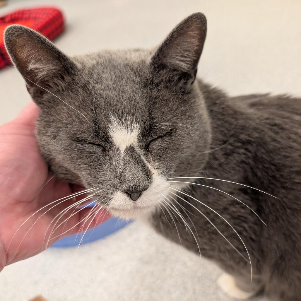 Enlarge Spenser, a Adoptable Domestic Short Hair in Wheeling, IL image 3/6