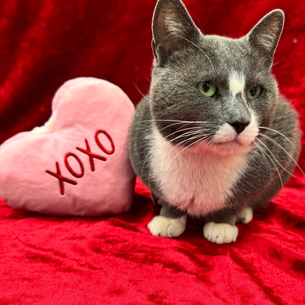 Enlarge Spenser, a Adoptable Domestic Short Hair in Wheeling, IL image 4/6