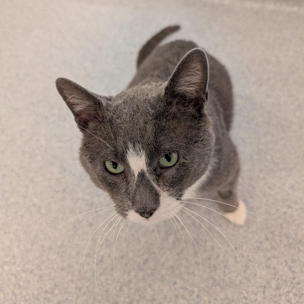 Enlarge Spenser, a Adoptable Domestic Short Hair in Wheeling, IL image 5/6