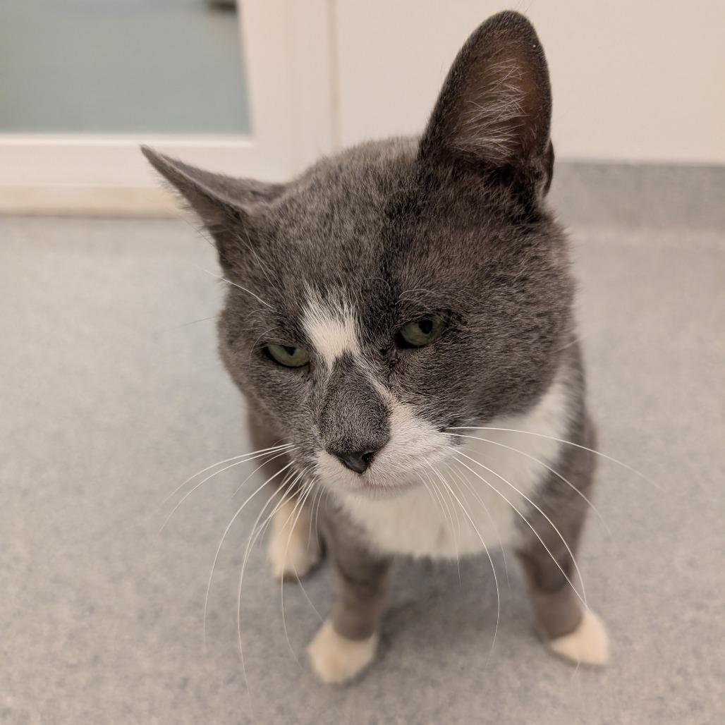 Enlarge Spenser, a Adoptable Domestic Short Hair in Wheeling, IL image 6/6