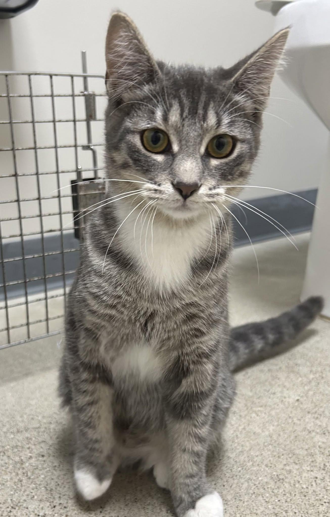 Marie, Adopted, Kitten Female Domestic Short Hair.