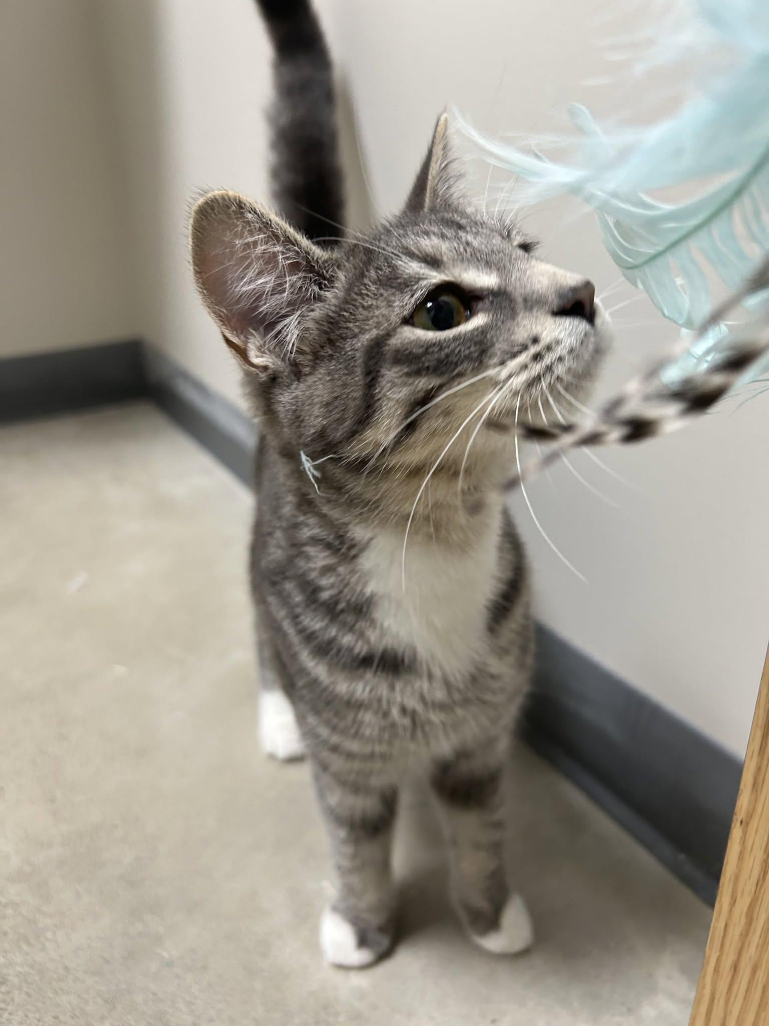 Enlarge Marie, a Adopted mixed breed in Lexington, MI image 2/5