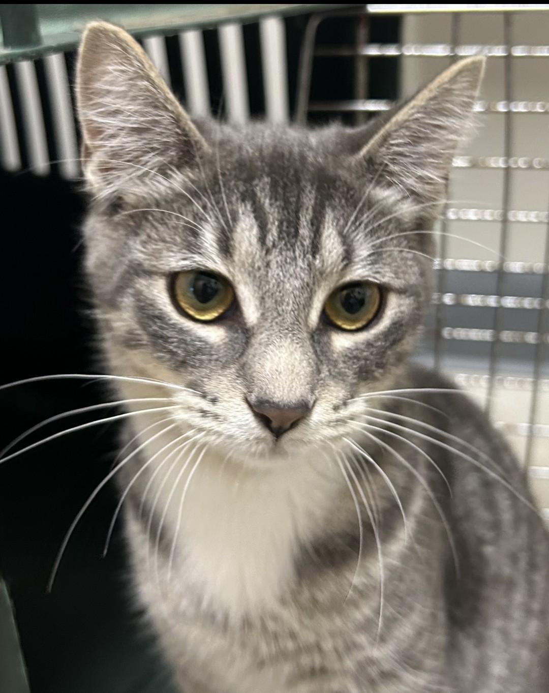 Enlarge Marie, a Adopted mixed breed in Lexington, MI image 3/5