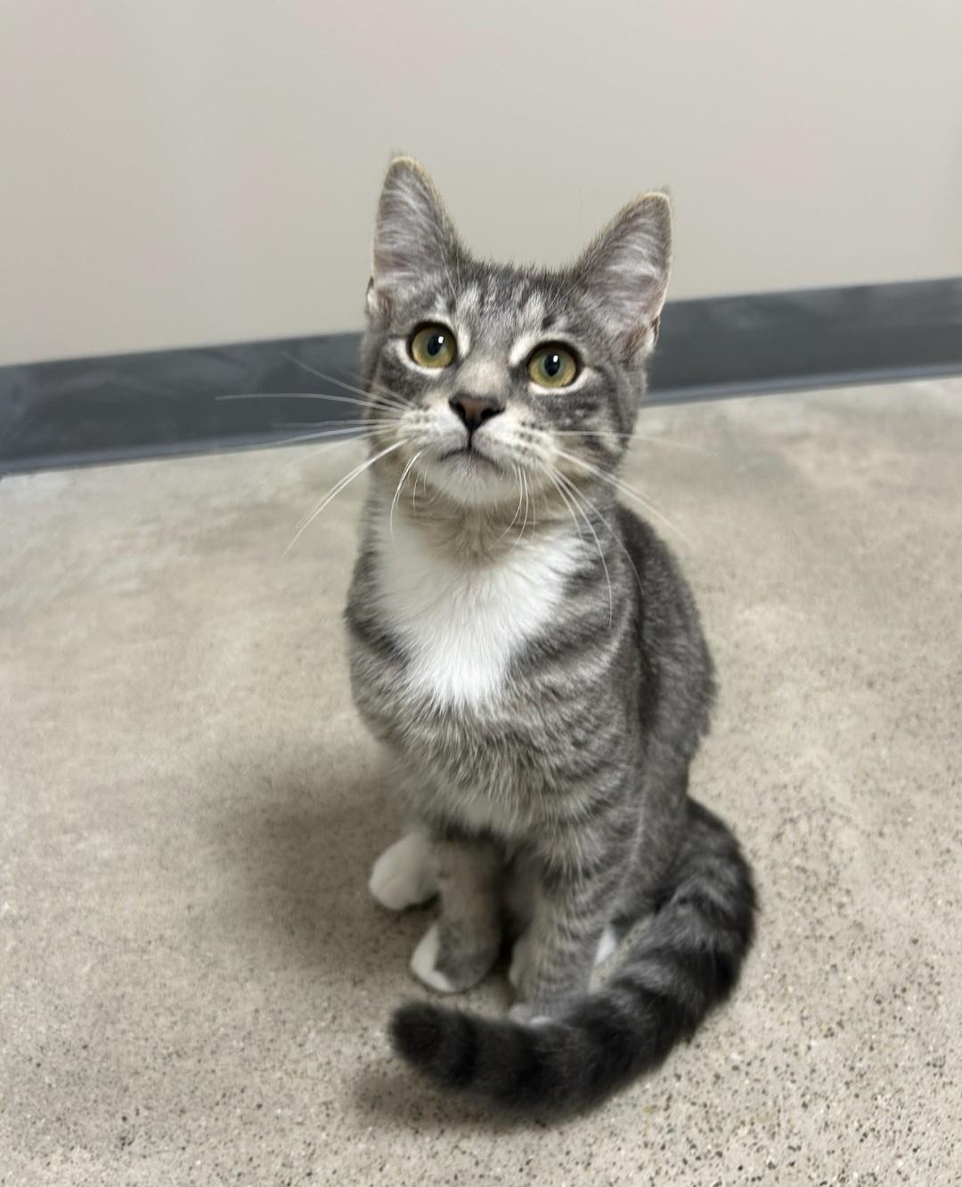 Enlarge Marie, a Adopted mixed breed in Lexington, MI image 4/5