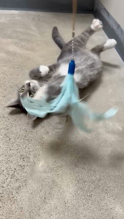 Enlarge Marie, a Adopted mixed breed in Lexington, MI video 5/5