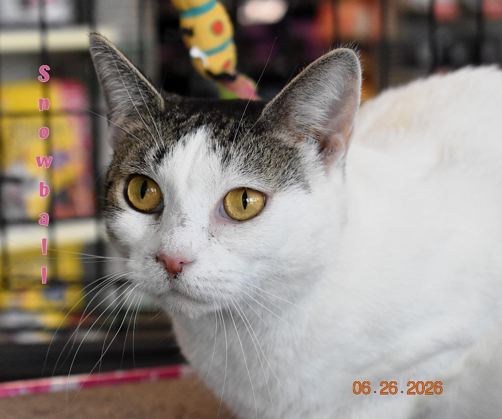 Enlarge Snowball, a Adoptable mixed breed in Fort Oglethorpe, GA image 1/3
