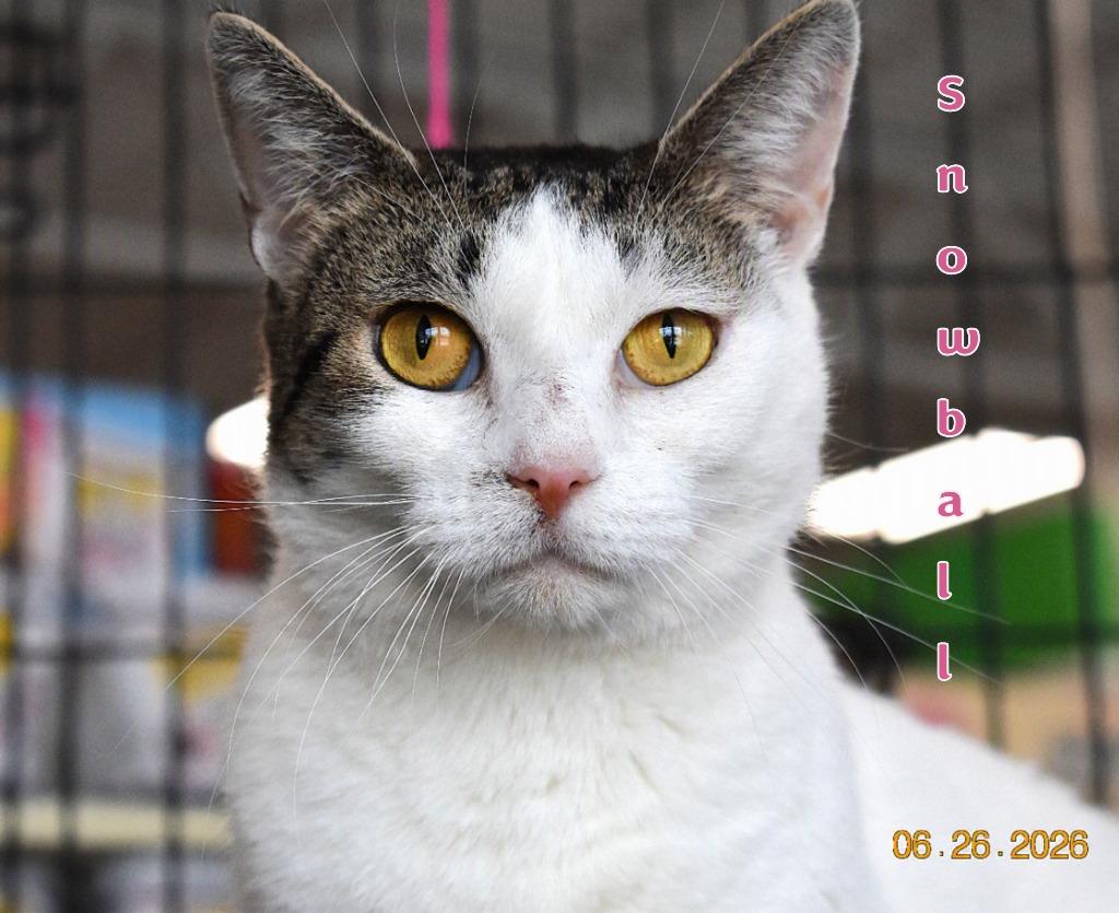 Enlarge Snowball, a Adoptable mixed breed in Fort Oglethorpe, GA image 2/3