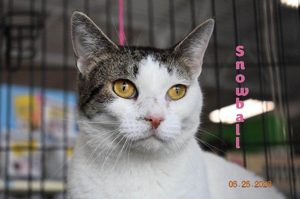 Enlarge Snowball, a Adoptable mixed breed in Fort Oglethorpe, GA image 3/3