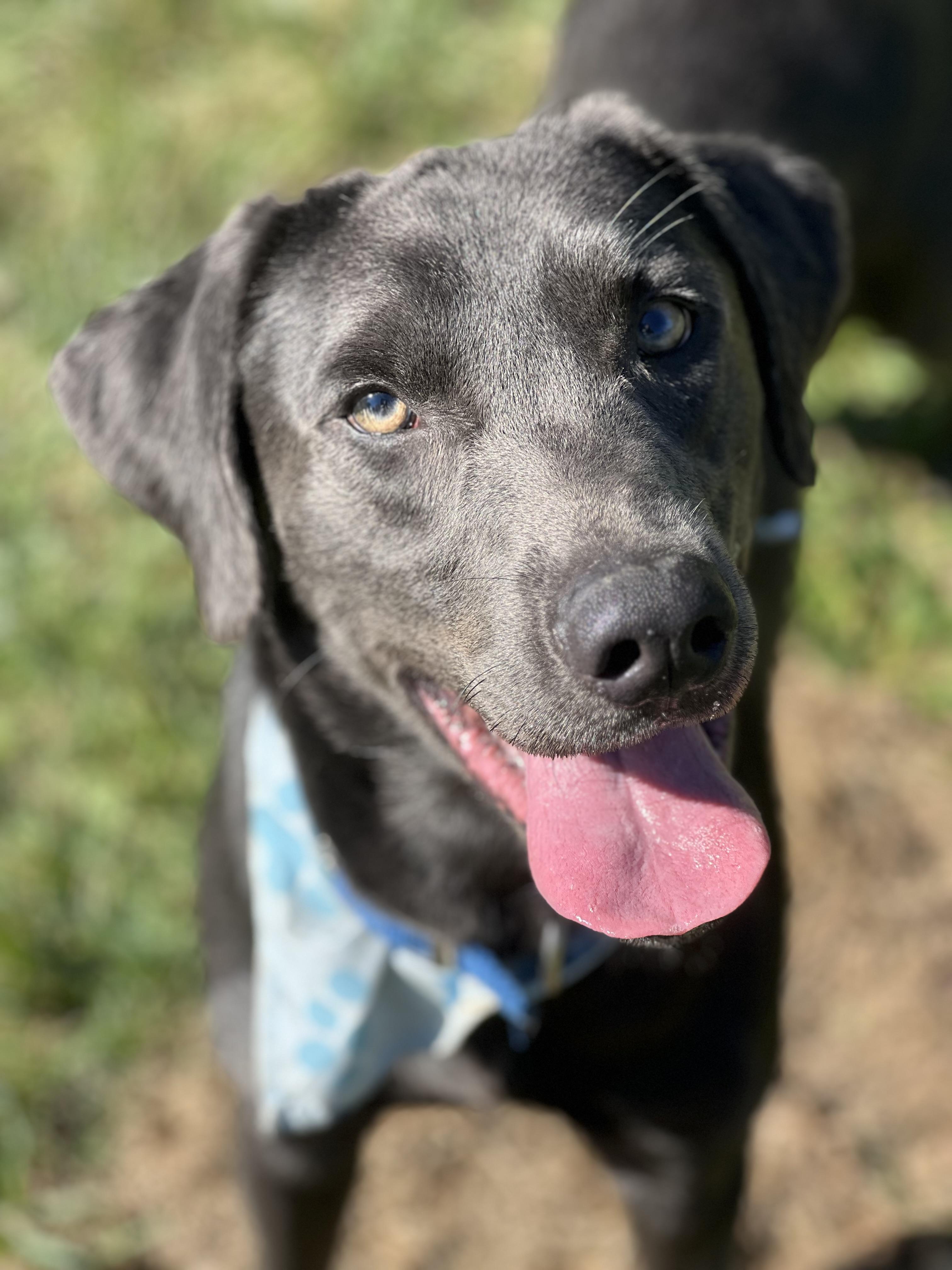 Maverick, adoptable, Adult Male Labrador Retriever.