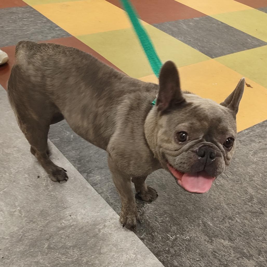Ash, Adoptable, Adult Female French Bulldog.