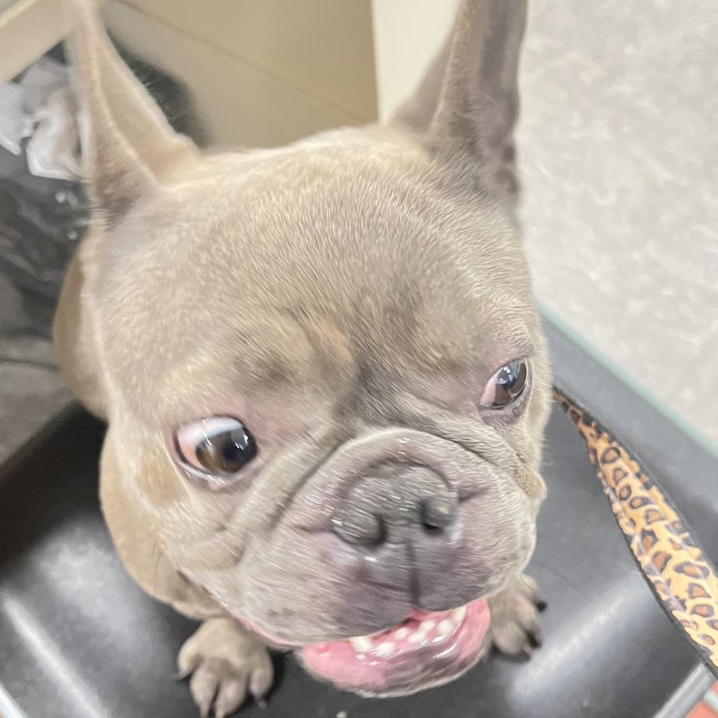 Enlarge Ash, a Adoptable French Bulldog in Philadelphia, PA image 2/3