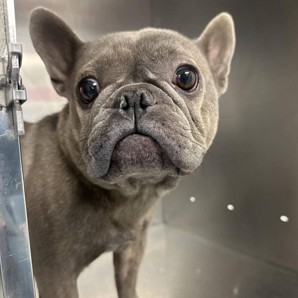Enlarge Ash, a Adoptable French Bulldog in Philadelphia, PA image 3/3