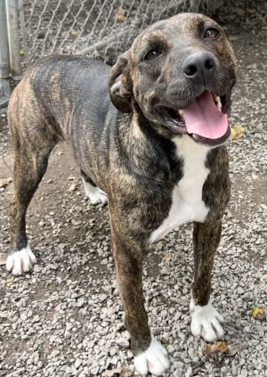 Enlarge Lou, a Adoptable mixed breed in Savannah, MO image 1/4