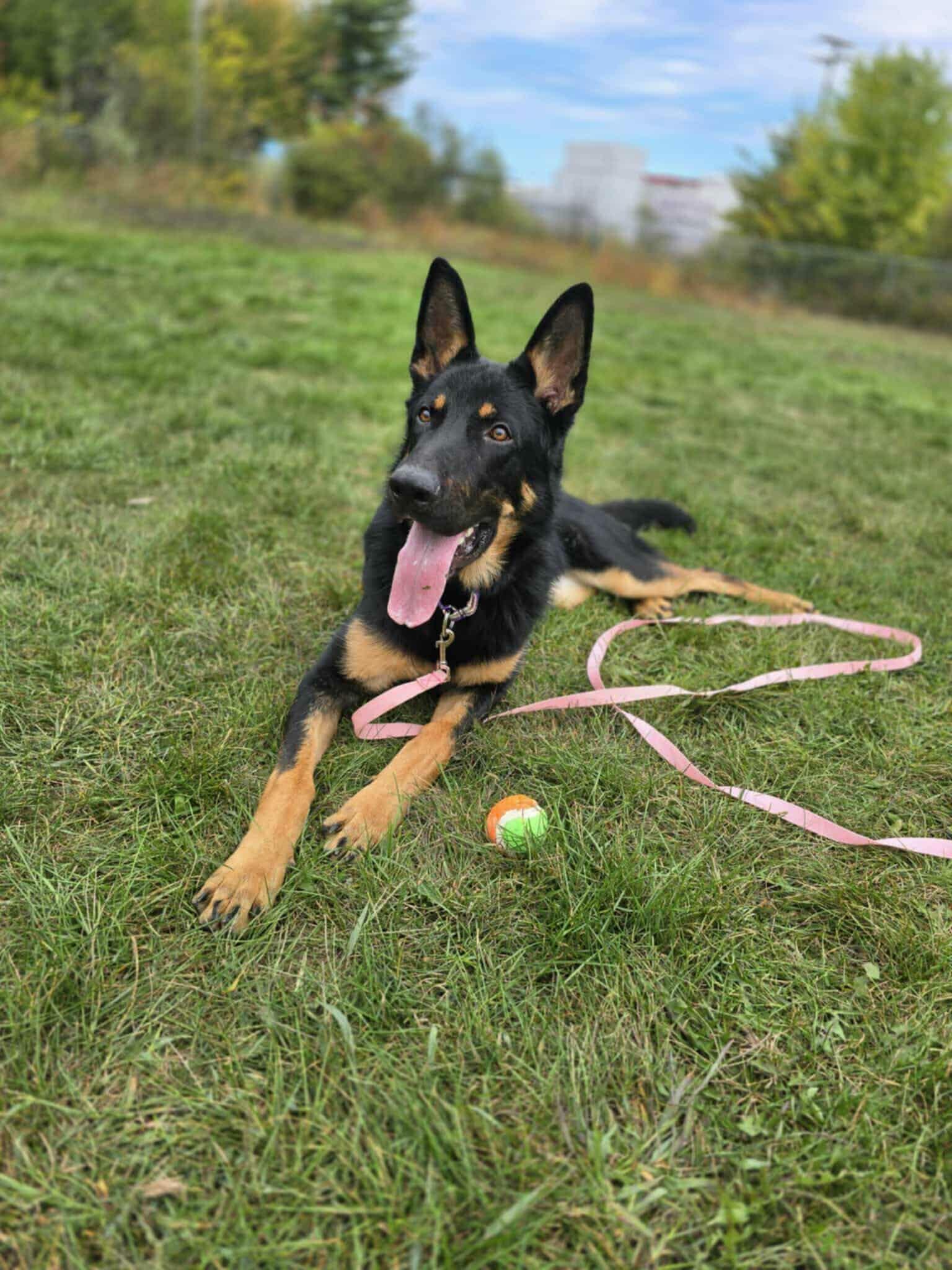 Fudge, Adoptable, Young Male German Shepherd Dog.