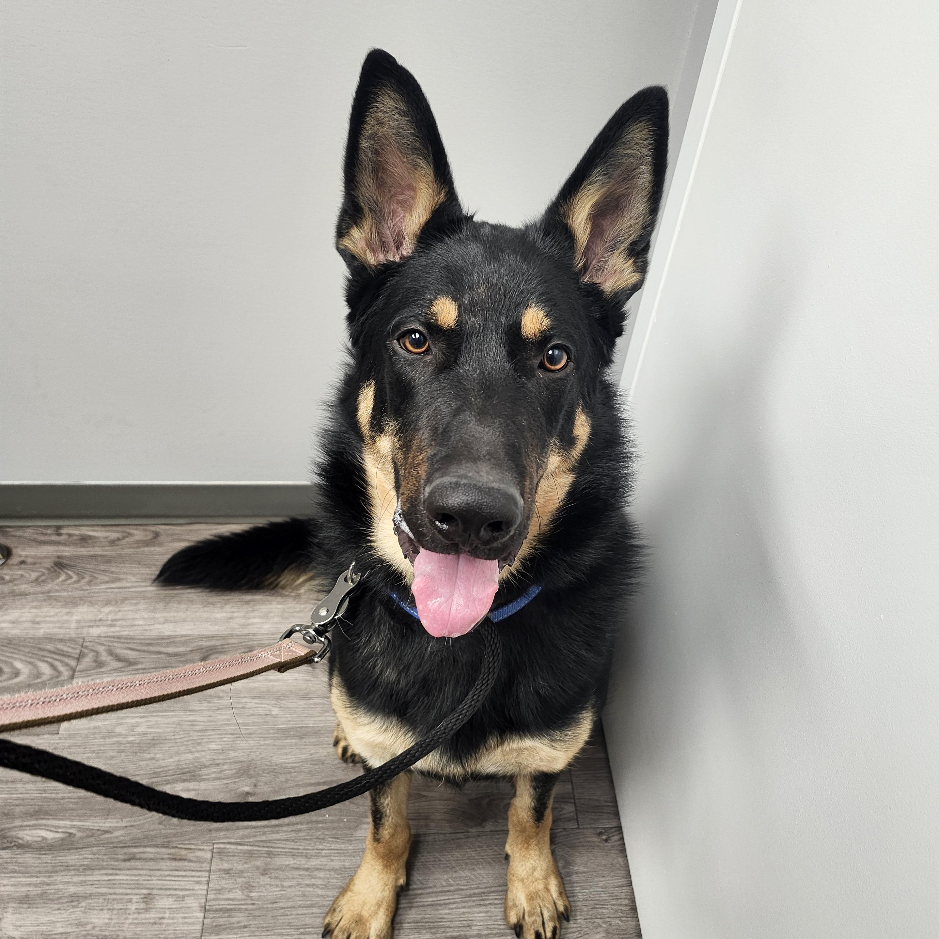 Enlarge Fudge, a Adoptable German Shepherd Dog in Addison, ON image 2/3