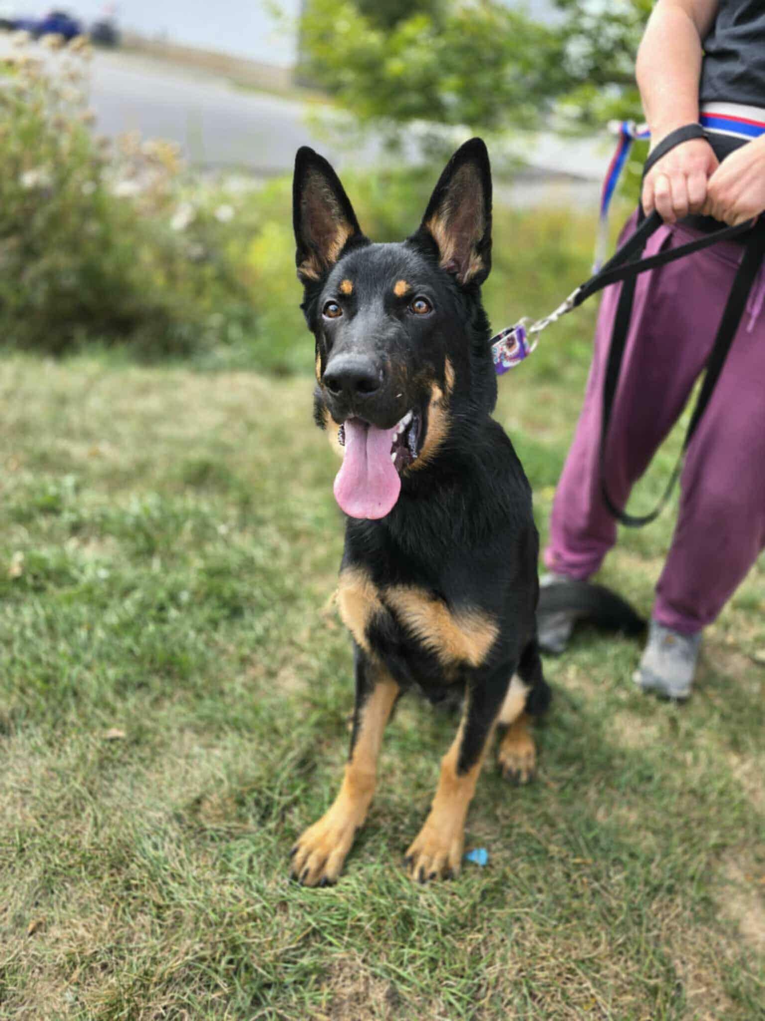 Enlarge Fudge, a Adoptable German Shepherd Dog in Addison, ON image 3/3