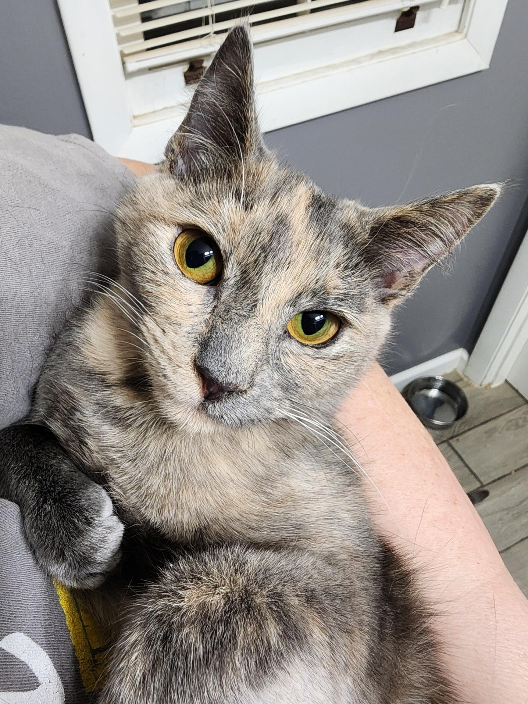 Enlarge Latte bonded with Cappuccino , a Adoptable Dilute Tortoiseshell in Bristol, TN image 2/5