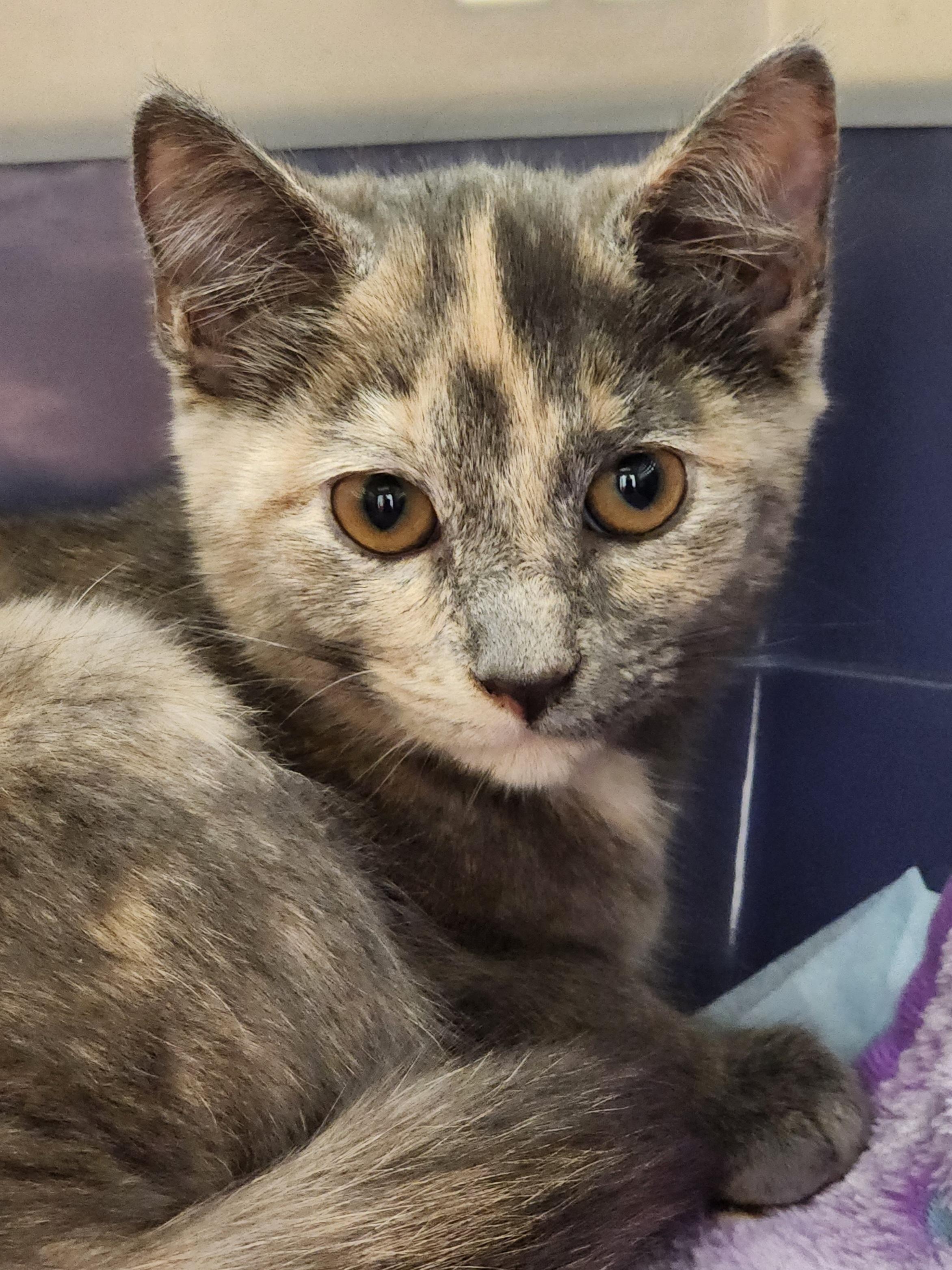 Enlarge Latte bonded with Cappuccino , a Adoptable Dilute Tortoiseshell in Bristol, TN image 5/5