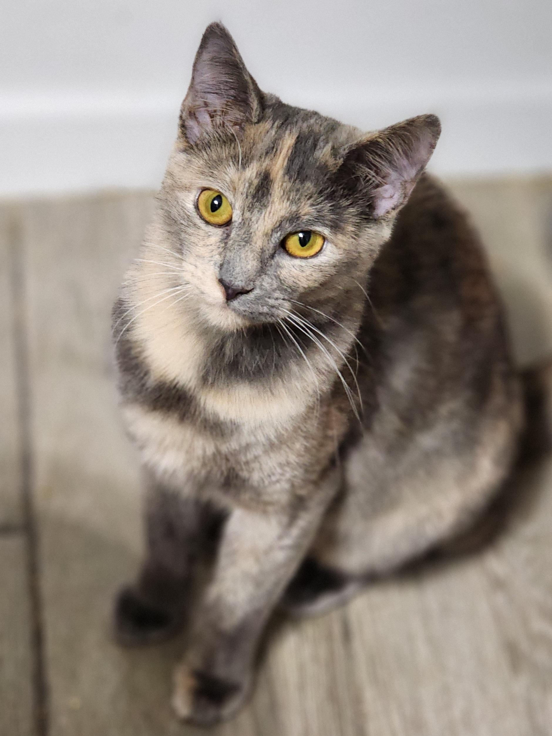 Enlarge Latte bonded with Cappuccino , a Adoptable Dilute Tortoiseshell in Bristol, TN image 1/5