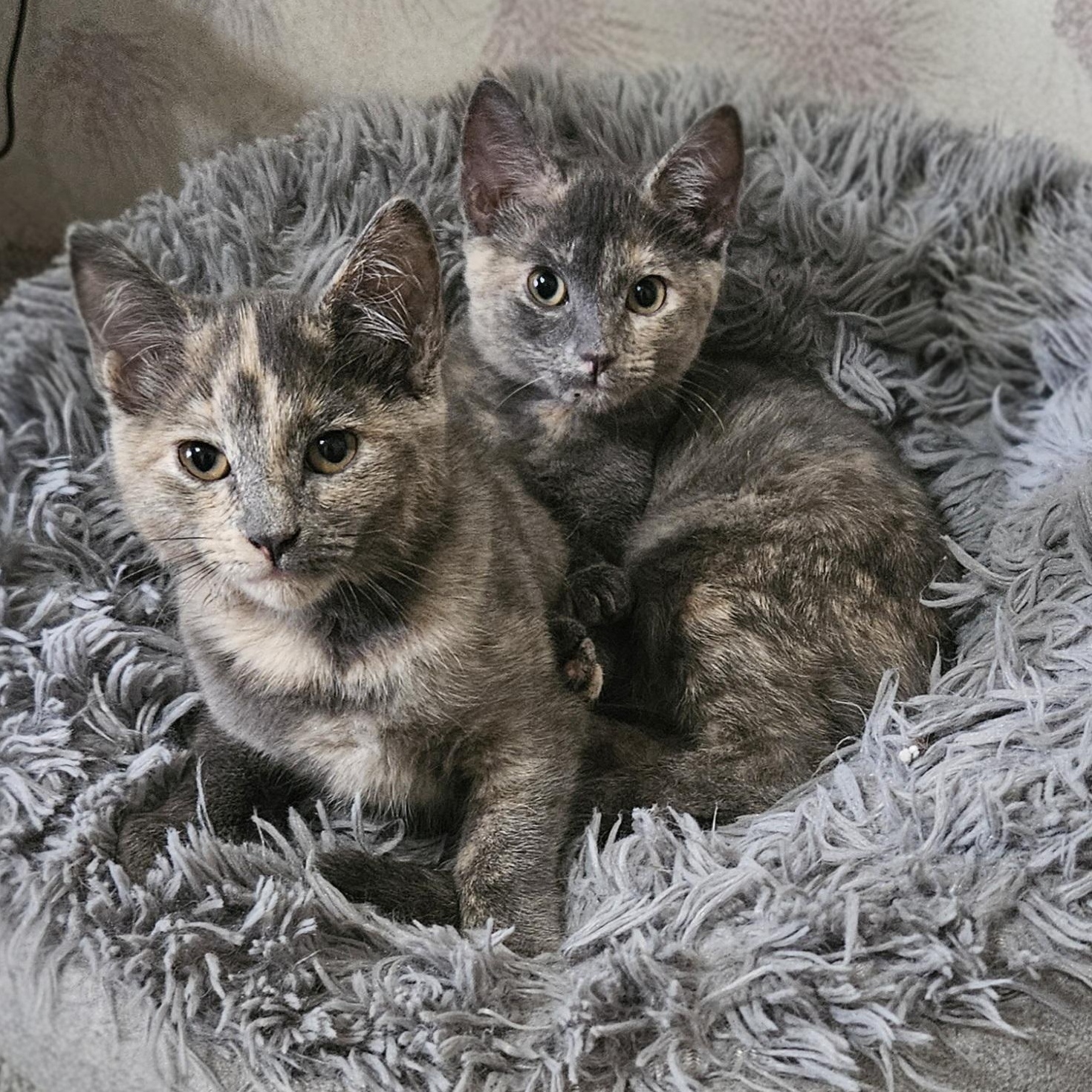 Enlarge Latte bonded with Cappuccino , a Adoptable Dilute Tortoiseshell in Bristol, TN image 4/5