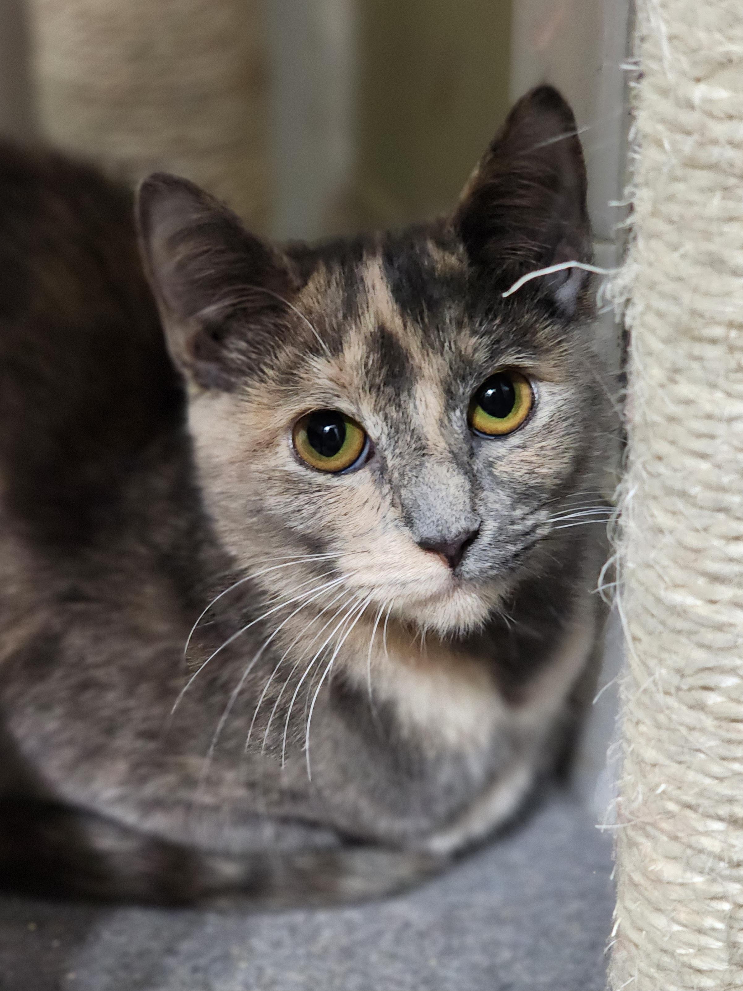 Enlarge Latte bonded with Cappuccino , a Adoptable Dilute Tortoiseshell in Bristol, TN image 3/5