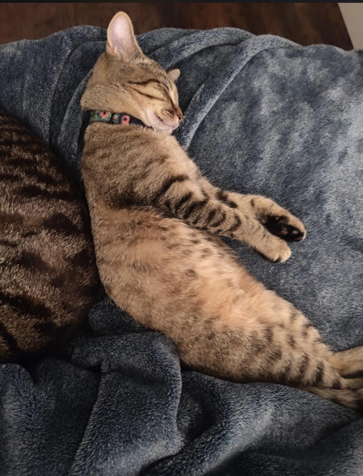 Enlarge Bastian, a Adoptable mixed breed in Greensboro, NC image 1/5