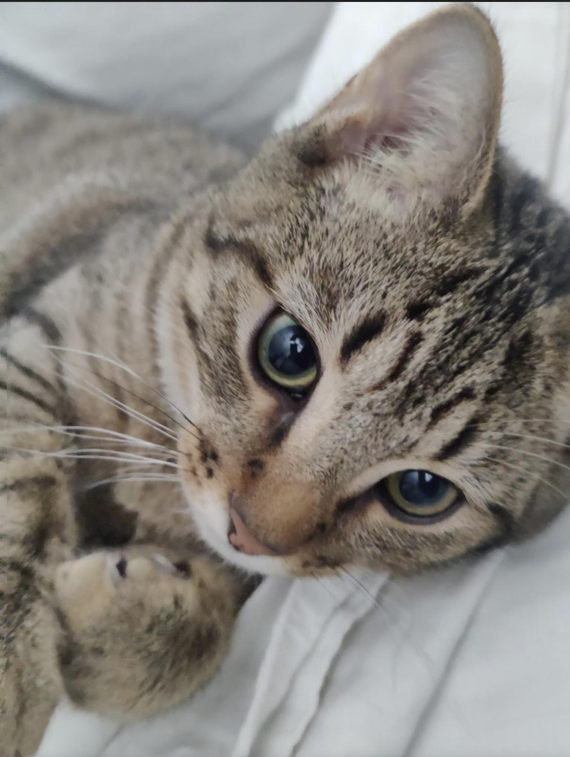 Enlarge Bastian, a Adoptable mixed breed in Greensboro, NC image 2/5