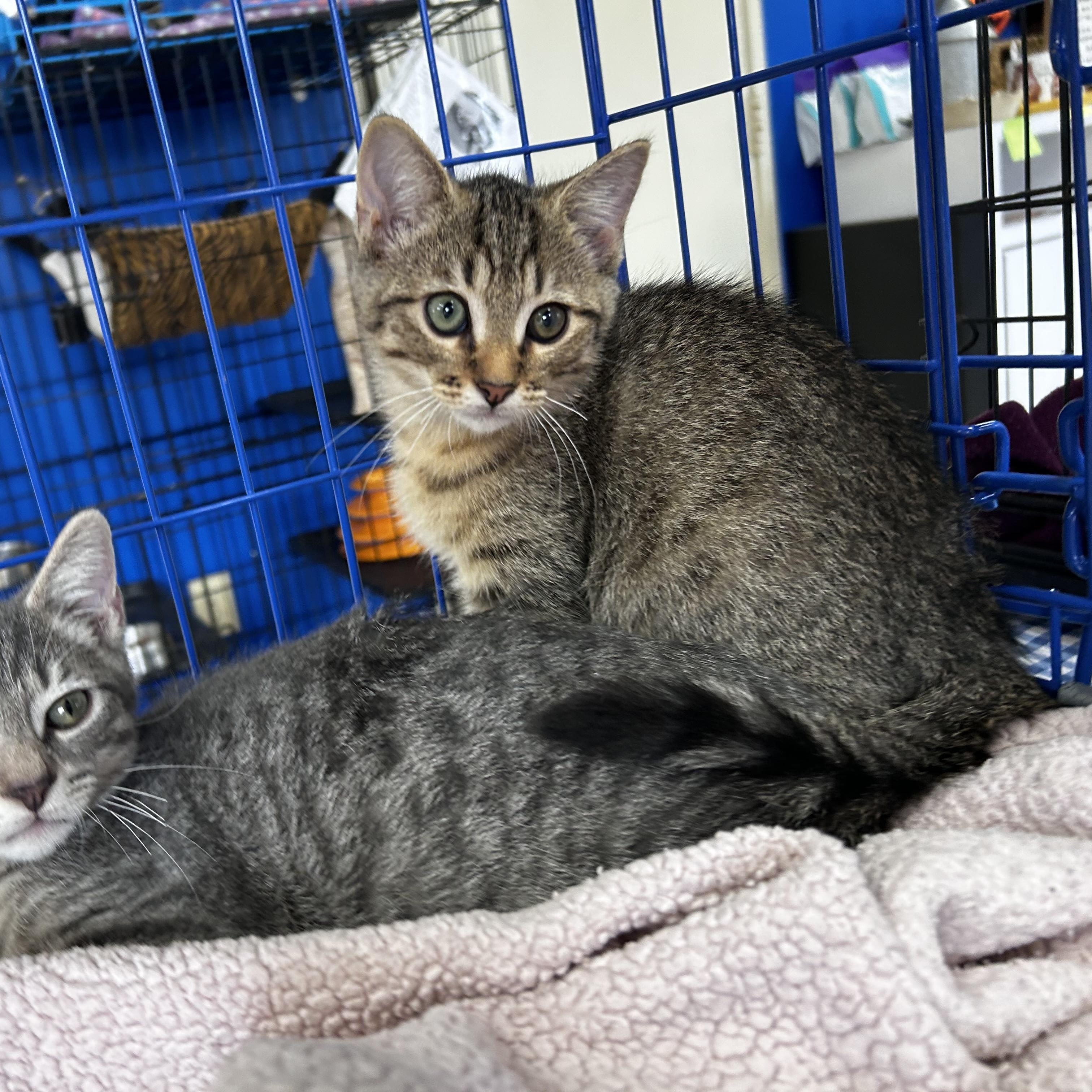 Bastian, a Adoptable mixed breed in Greensboro, NC image 6/6