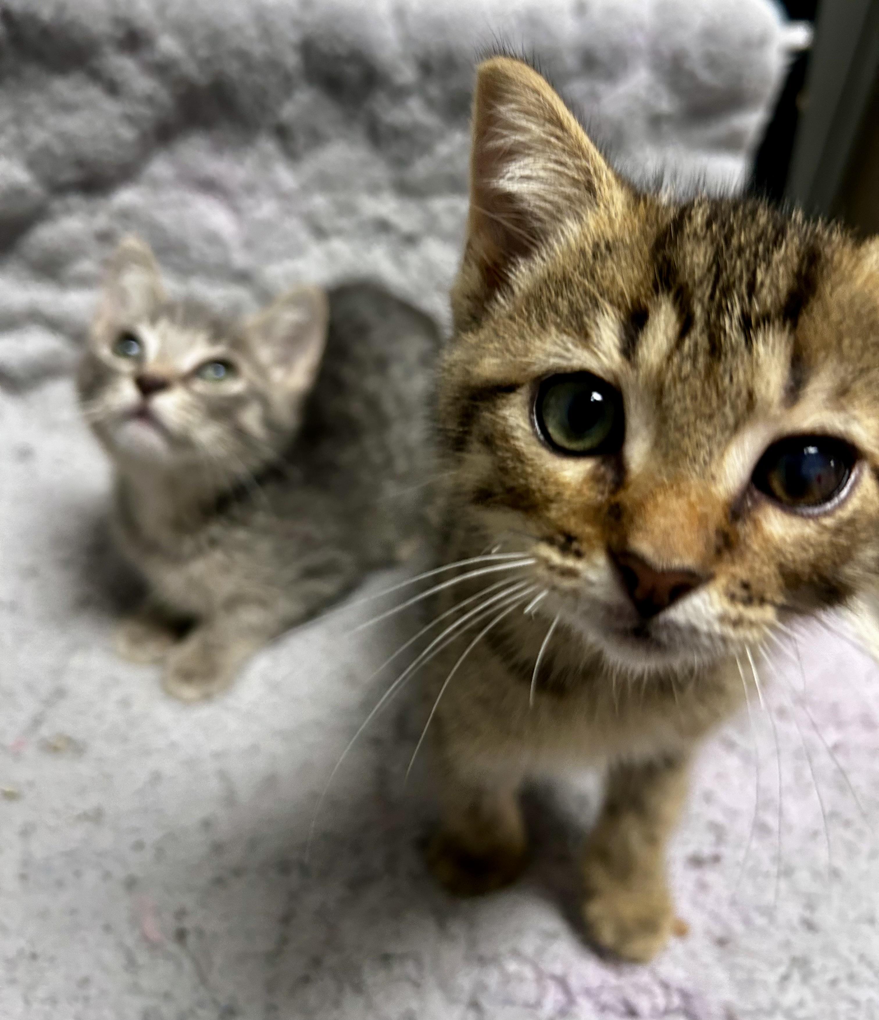 Bastian, a Adoptable mixed breed in Greensboro, NC image 5/6