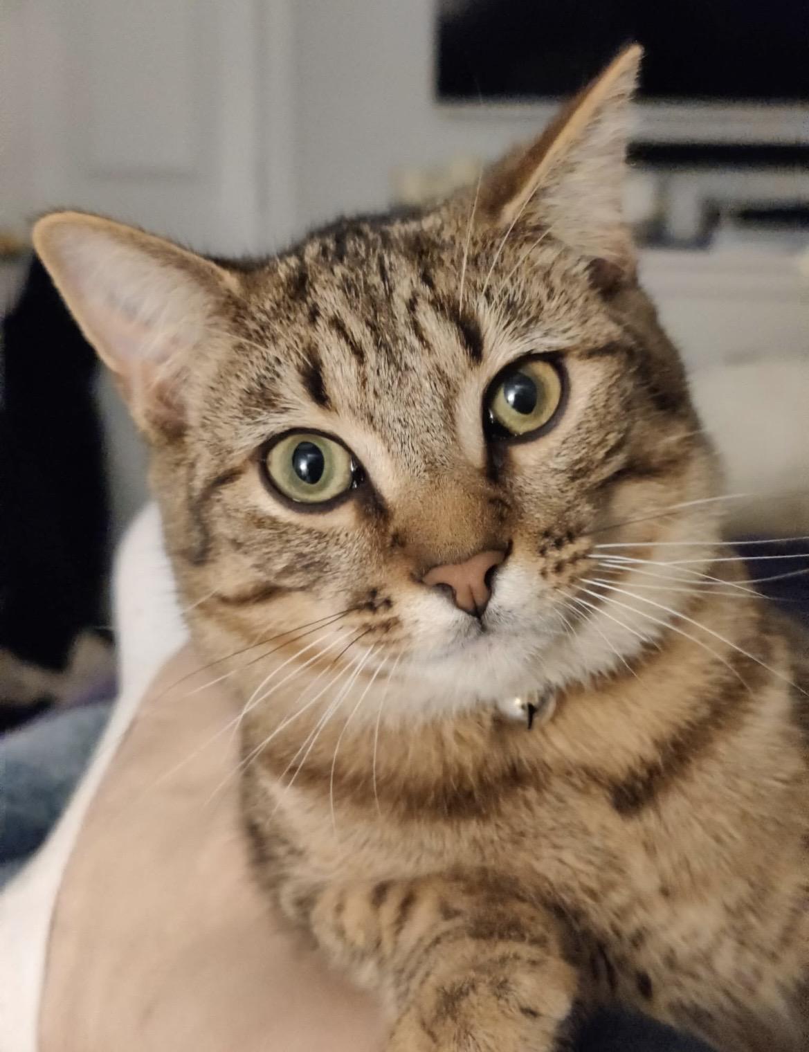 Bastian, Adoptable, Young Male Domestic Short Hair & Tabby.