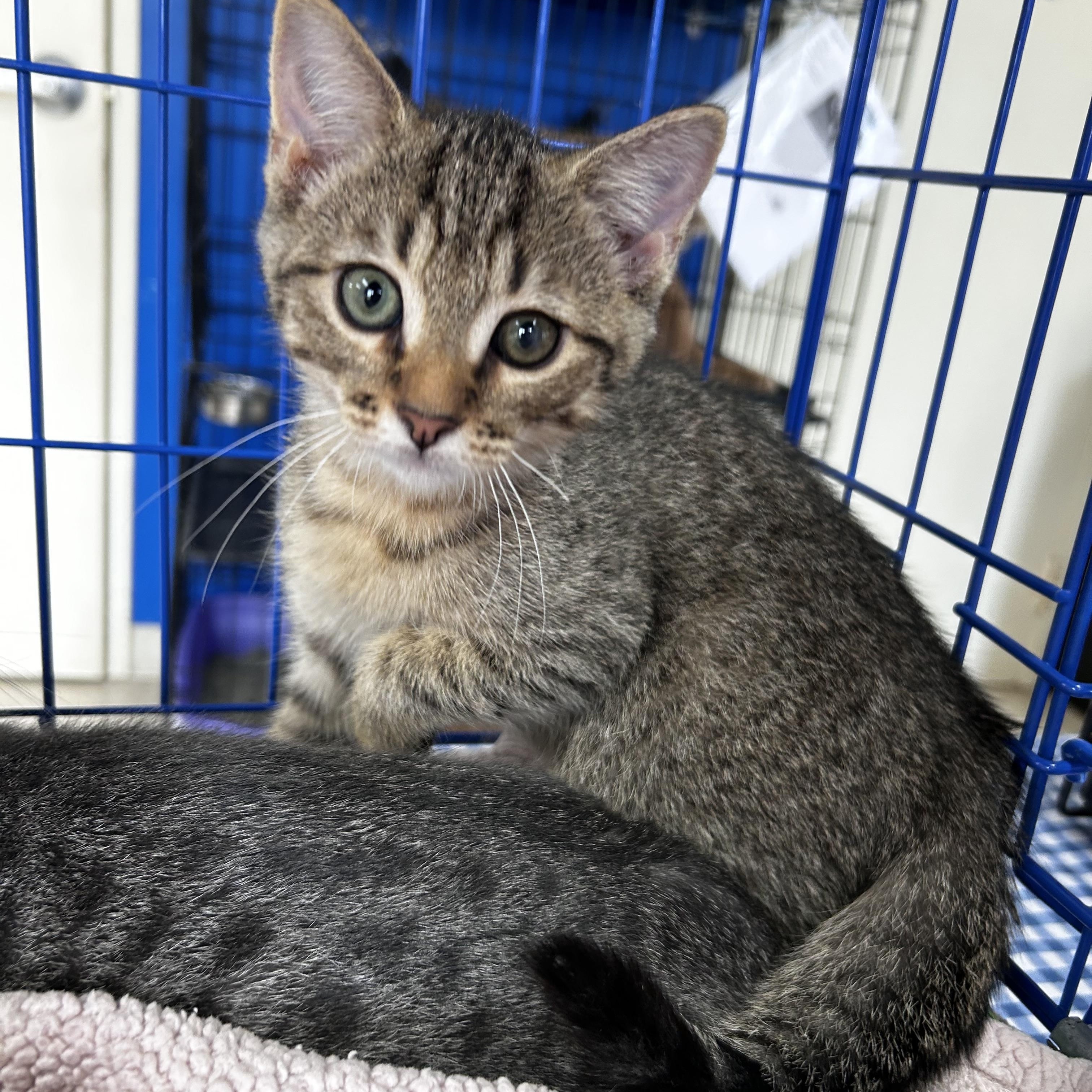 Bastian, a Adoptable mixed breed in Greensboro, NC image 3/6